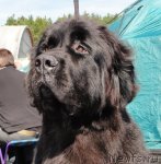 Превью фото № 76798