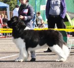 Превью фото № 76803