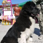 Превью фото № 77057