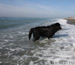 Превью фото № 77641