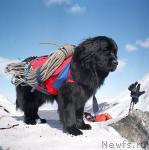 Превью фото № 777