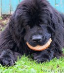 Превью фото № 77812