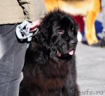 Превью фото № 77970