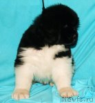 Превью фото № 78059