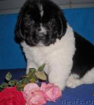 Превью фото № 78155