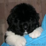 Превью фото № 78157