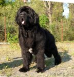 Превью фото № 78436