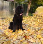 Превью фото № 78805