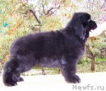 Превью фото № 78863