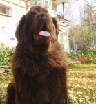 Превью фото № 78929