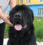 Превью фото № 79105