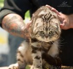 Превью фото № 79114