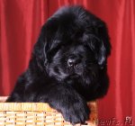 Превью фото № 79301