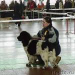 Превью фото № 7954