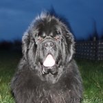 Превью фото № 79554