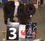 Превью фото № 79802