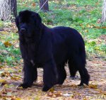 Превью фото № 79805