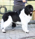 Превью фото № 79869