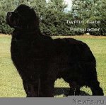 Превью фото № 79873