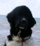 Превью фото № 79878