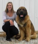 Превью фото № 79899