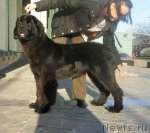 Превью фото № 79994