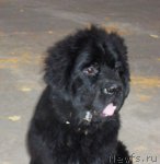 Превью фото № 79995