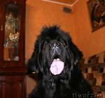 Превью фото № 80110