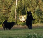 Превью фото № 80380