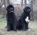 Превью фото № 80427