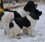 Превью фото № 80457