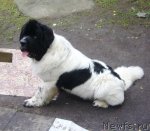 Превью фото № 80486