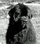 Превью фото № 80552