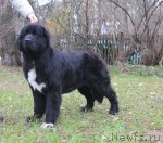 Превью фото № 80654