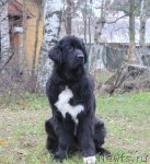 Превью фото № 80655