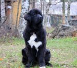 Превью фото № 80658