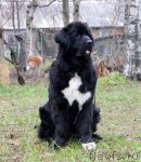 Превью фото № 80660