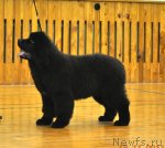 Превью фото № 80834