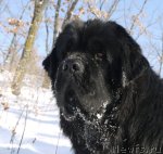 Превью фото № 81058