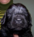 Превью фото № 8119