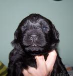 Превью фото № 8120