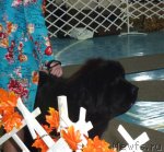 Превью фото № 81221