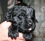 Превью фото № 81267