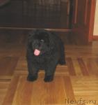 Превью фото № 8139