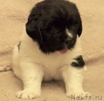 Превью фото № 81413