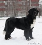 Превью фото № 81927