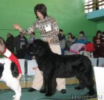 Превью фото № 81979