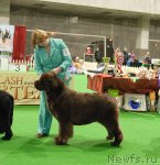 Превью фото № 82374