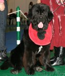 Превью фото № 82476