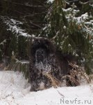 Превью фото № 82502